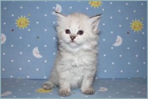 Female Siberian Kitten from Deedlebug Siberians